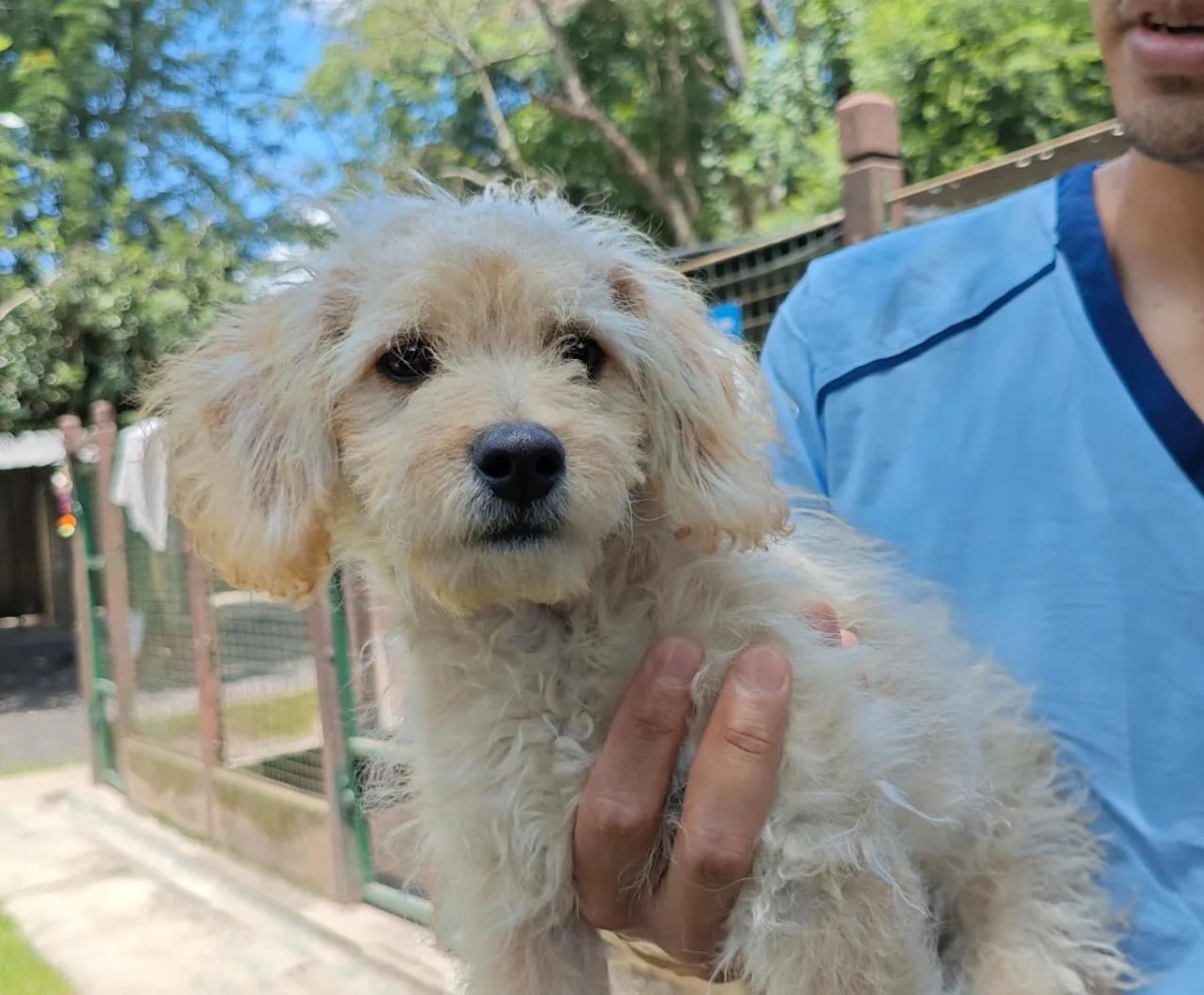 Lo dejó y se fue: Un cachorro abandonado frente a las cámaras del Centro de Adopciones