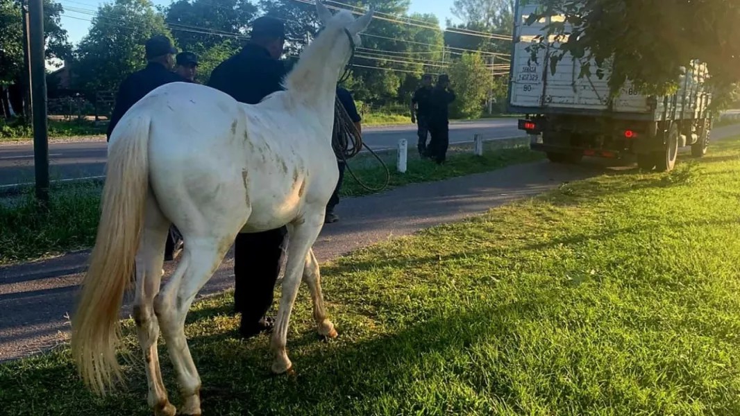Salta endurece las sanciones por animales sueltos en la vía pública: Una medida por la seguridad vial y la tenencia responsable