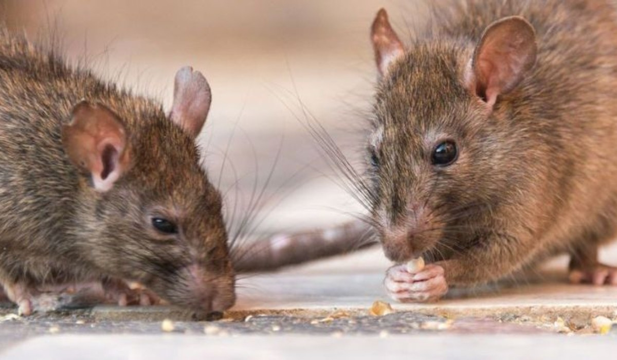 Hantavirus en Salta: Confirman 17 casos y preocupa la alta tasa de mortalidad en el norte provincial