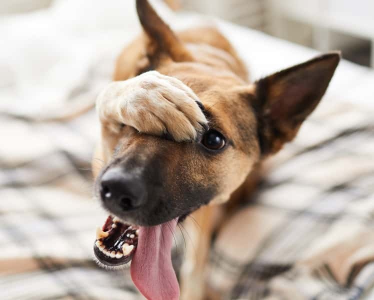 Sugieren reemplazar el nombre "animales potencialmente peligrosos" por "animales de raza fuerte" y colocarles microchip
