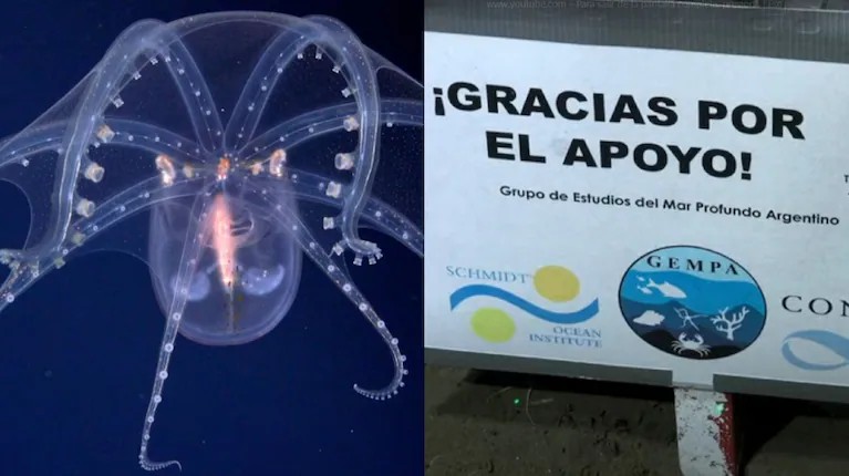 “Gracias por el apoyo”: Emoción y ciencia en el cierre de una expedición histórica en el Atlántico Sur