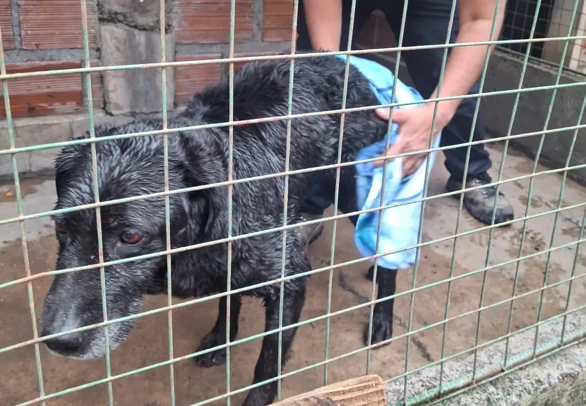Rescataron a un perro atrapado en un canal de desagüe