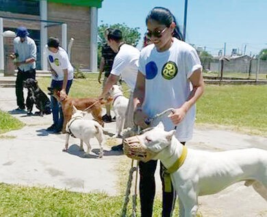 Debaten nuevas normativas sobre tenencia de animales con expertos en adiestramiento canino
