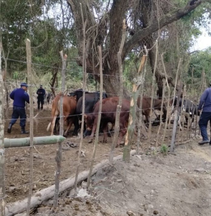 Caso inédito en Orán: Ganado incautado por daños rurales será protegido por fundaciones