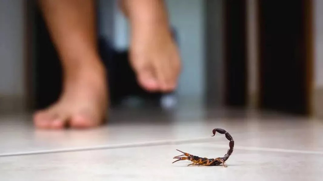 Alacranes en Salta: Casi 200 picaduras en tres meses y fuerte concentración en la Capital