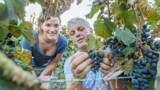 Salta y su Vendimia: un viaje sensorial entre vino, tradición y paisajes de ensueño