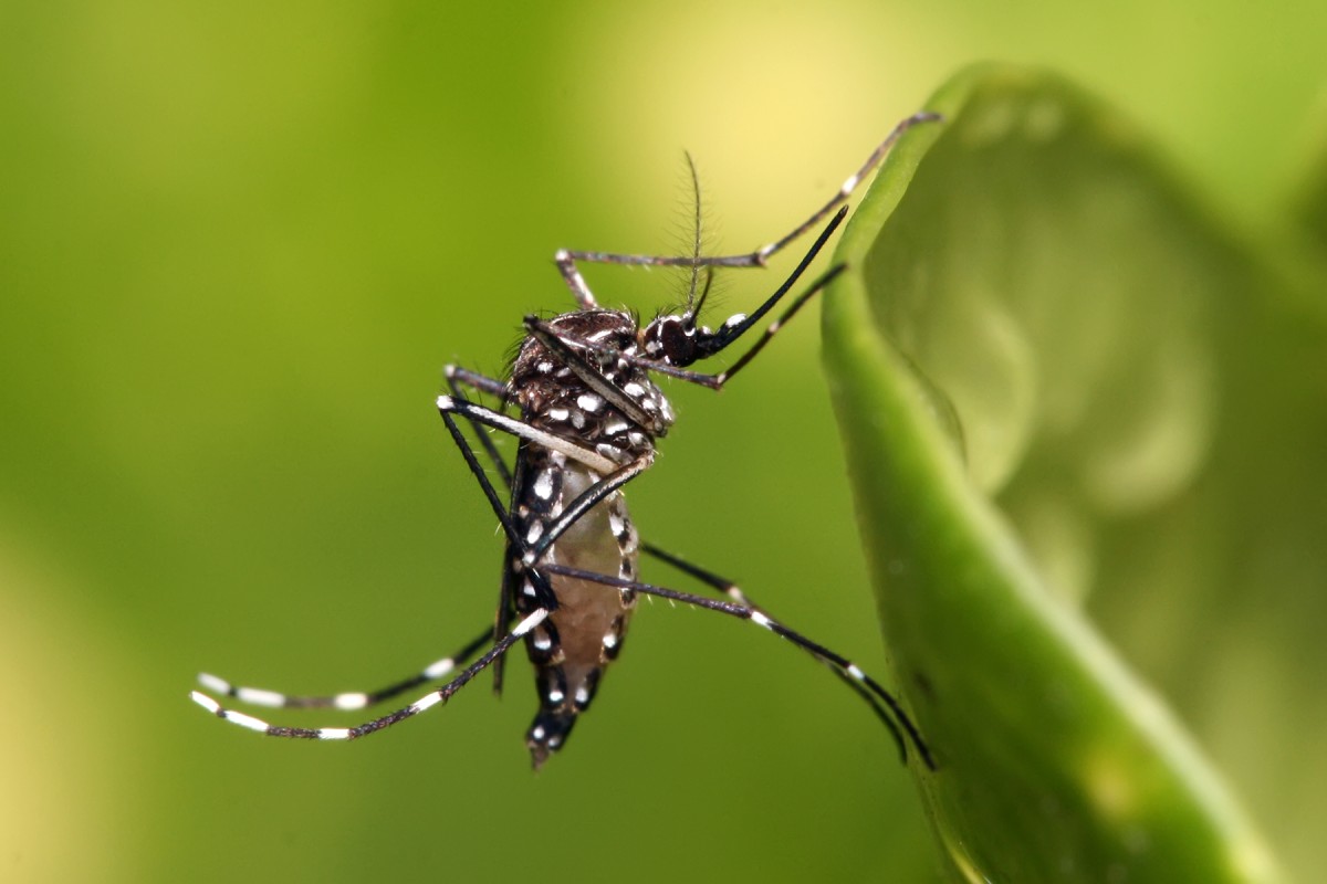 Dengue: Alerta por posible brote en Salta