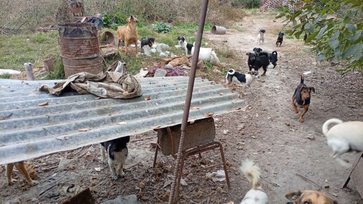 Hallan cinco cachorros muertos y hay un sospechoso