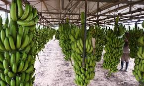 Salta consolida al norte como eje de la banana argentina