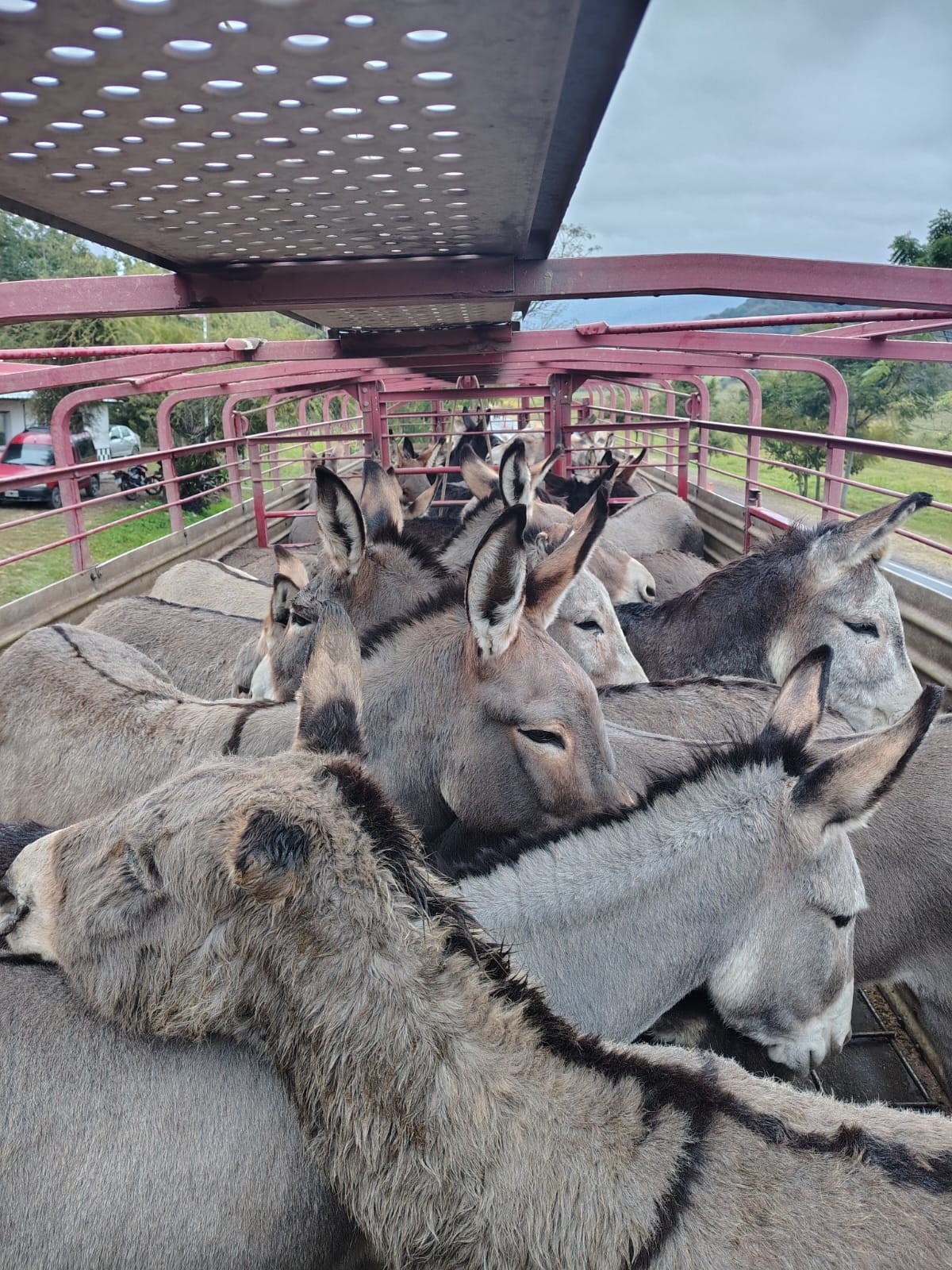 Insólito operativo en Pulares deja al descubierto tráfico irregular de animales