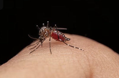 Avanza la lucha contra el dengue: Inmunización gratuita en las zonas más afectadas de Salta