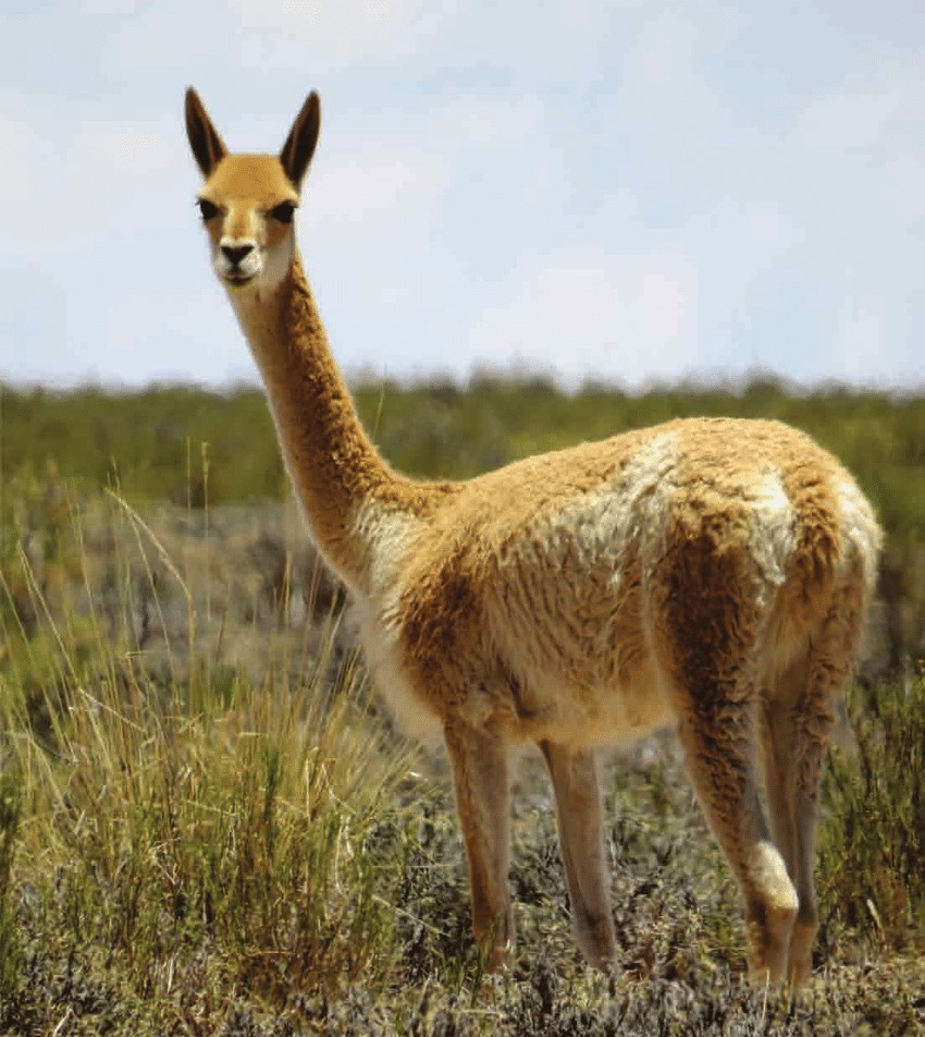 De especie protegida a recurso económico: Diputados debaten habilitar el uso de la vicuña