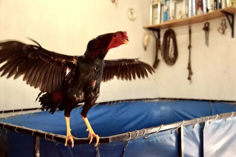 Aleteos en la madrugada: Operativo por riña de gallos en Rosario de la Frontera