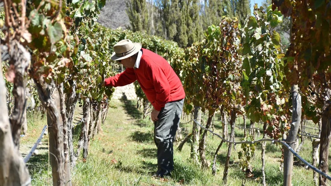 Los vinos de altura de Salta brillan en la prestigiosa revista Decanter