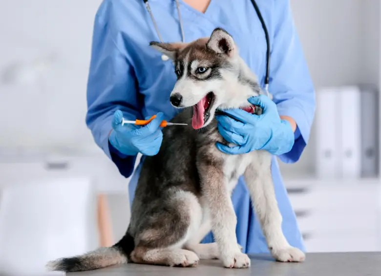 Proponen microchip obligatorio para perros con denuncias