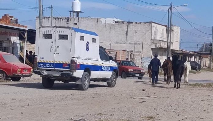 Animales sueltos en la vía pública: La Policía incautó 13 caballos y 2 cerdos en operativos en el Valle de Lerma y Capital