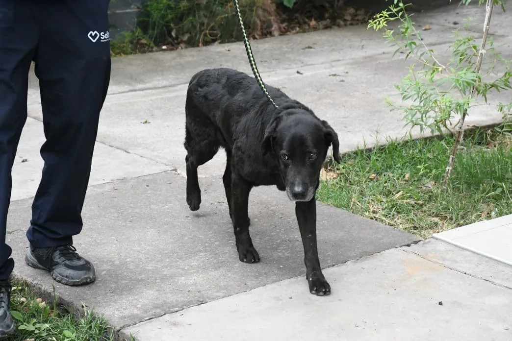 Final feliz para Mora: Volvió a casa la perrita rescatada de un canal