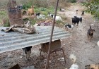Hallan cinco cachorros muertos y hay un sospechoso