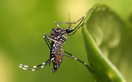 Dengue: Alerta por posible brote en Salta