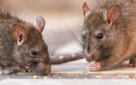 Hantavirus en Salta: Confirman 17 casos y preocupa la alta tasa de mortalidad en el norte provincial