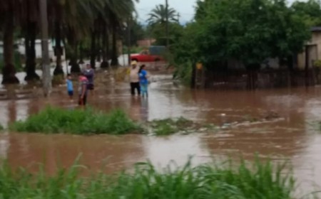 “Las pérdidas llegan al 70%”: Salta declarará la emergencia agropecuaria en Colonia Santa Rosa
