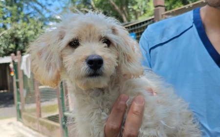 Lo dejó y se fue: Un cachorro abandonado frente a las cámaras del Centro de Adopciones