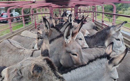 Insólito operativo en Pulares deja al descubierto tráfico irregular de animales