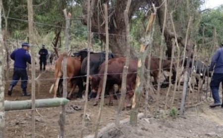 Caso inédito en Orán: Ganado incautado por daños rurales será protegido por fundaciones