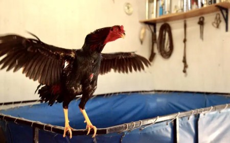 Aleteos en la madrugada: Operativo por riña de gallos en Rosario de la Frontera