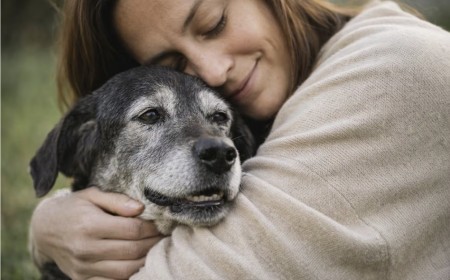 Perros olvidados buscan hogar
