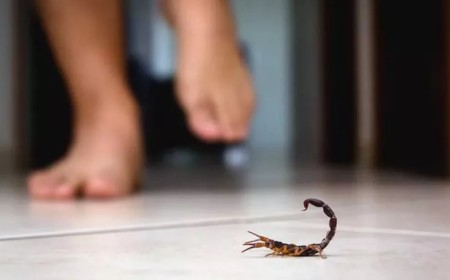 Alacranes en Salta: Casi 200 picaduras en tres meses y fuerte concentración en la Capital