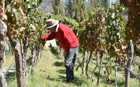 Los vinos de altura de Salta brillan en la prestigiosa revista Decanter