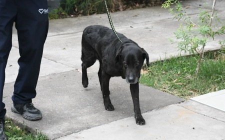 Final feliz para Mora: Volvió a casa la perrita rescatada de un canal