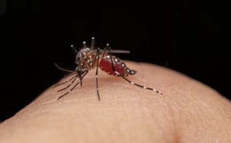 Avanza la lucha contra el dengue: Inmunización gratuita en las zonas más afectadas de Salta