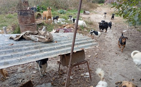 Hallan cinco cachorros muertos y hay un sospechoso