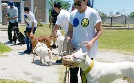 Debaten nuevas normativas sobre tenencia de animales con expertos en adiestramiento canino