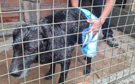 Rescataron a un perro atrapado en un canal de desagüe