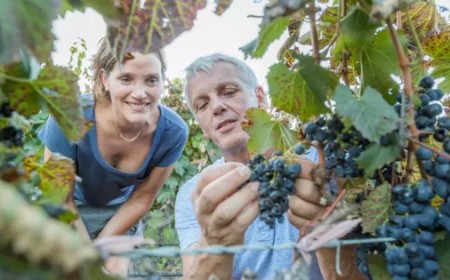 Salta y su Vendimia: un viaje sensorial entre vino, tradición y paisajes de ensueño