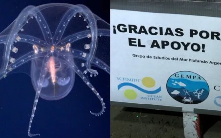 “Gracias por el apoyo”: Emoción y ciencia en el cierre de una expedición histórica en el Atlántico Sur