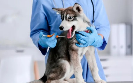 Proponen microchip obligatorio para perros con denuncias