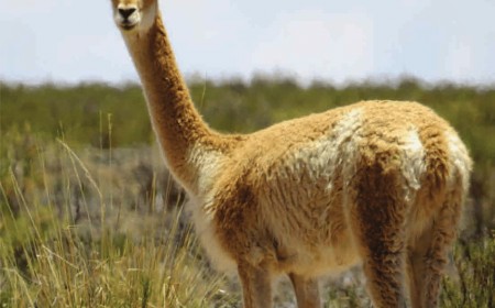 De especie protegida a recurso económico: Diputados debaten habilitar el uso de la vicuña