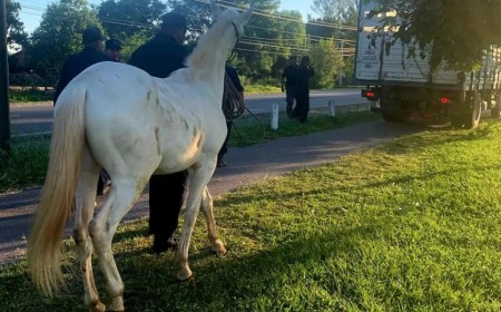 Salta endurece las sanciones por animales sueltos en la vía pública: Una medida por la seguridad vial y la tenencia responsable