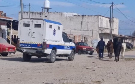 Animales sueltos en la vía pública: La Policía incautó 13 caballos y 2 cerdos en operativos en el Valle de Lerma y Capital