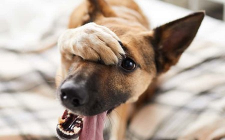 Sugieren reemplazar el nombre "animales potencialmente peligrosos" por "animales de raza fuerte" y colocarles microchip