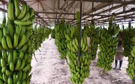Salta consolida al norte como eje de la banana argentina