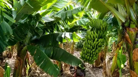 Preocupación por la nueva normativa bananera: Salta convocó a una mesa técnica con Nación