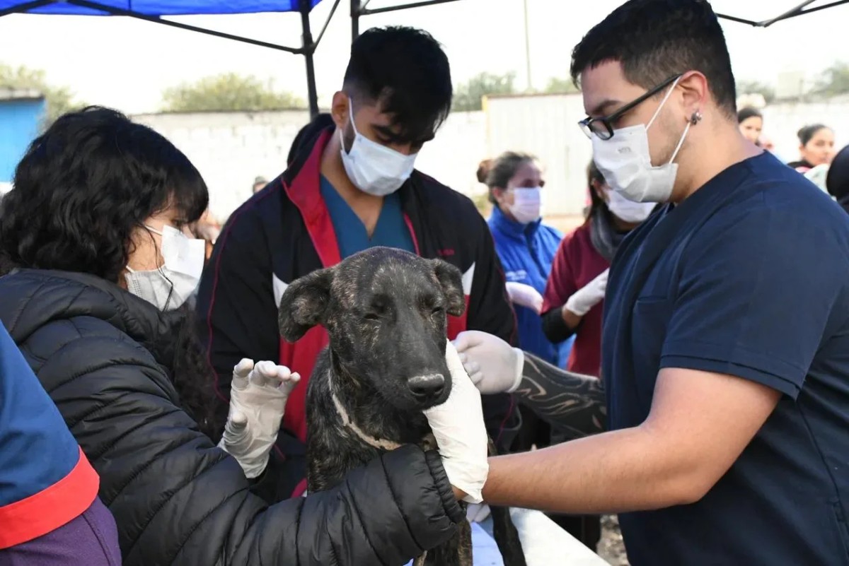 Uno de cada tres perros analizados dio positivo para leptospirosis