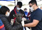 Uno de cada tres perros analizados dio positivo para leptospirosis