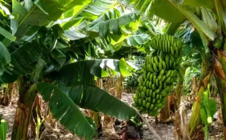Preocupación por la nueva normativa bananera: Salta convocó a una mesa técnica con Nación