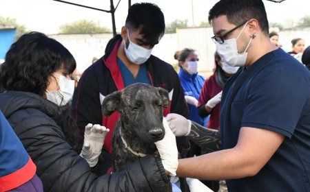 Uno de cada tres perros analizados dio positivo para leptospirosis